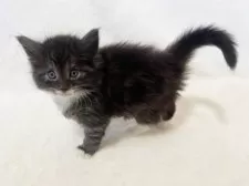 ノルウェージャンフォレストキャット【東京都・男の子・2025年1月11日・ブラックスモーク&ホワイト】の写真8