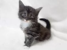 ノルウェージャンフォレストキャット【東京都・男の子・2025年1月11日・ブラックスモーク&ホワイト】の写真2