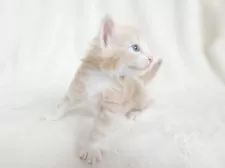 ノルウェージャンフォレストキャット【東京都・男の子・2025年10月8日・クリーム(シルバー)クラシック&ホワイト】の写真12