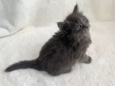 ノルウェージャンフォレストキャット【東京都・女の子・2025年2月22日・ブルー】の写真9