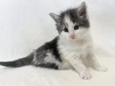 ノルウェージャンフォレストキャット【東京都・女の子・2025年1月11日・ブルークラシックタビー&ホワイト】の写真7