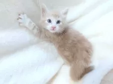 ノルウェージャンフォレストキャット【東京都・男の子・2025年10月8日・クリーム(シルバー)クラシック&ホワイト】の写真5