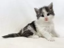 ノルウェージャンフォレストキャット【東京都・女の子・2025年1月11日・ブルークラシックタビー&ホワイト】の写真9