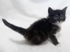 ノルウェージャンフォレストキャット【東京都・男の子・2025年1月11日・ブラックスモーク&ホワイト】の写真4