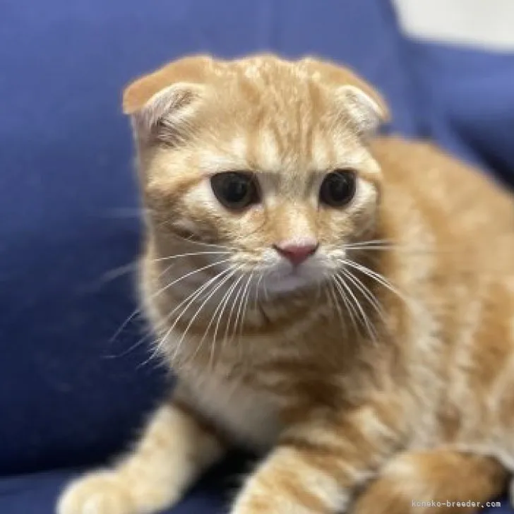 ID：2307-03617の子猫