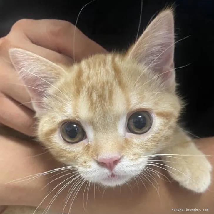 ID:2206-01395の子猫