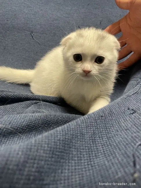 ID：2204-01083の子猫