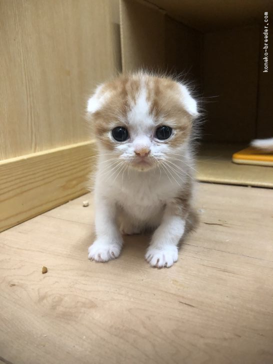 スコティッシュフォールド 折れ耳 京都府 男の子 年2月26日 レッドタビー ホワイト 淡い茶色 でとても綺麗な男の子 みんなの子猫ブリーダー 子猫id 03 018 スコティッシュフォールド 折れ耳 京都府 男の子 年2月26日 レッドタビー ホワイト 淡い茶色 でとても綺麗な男の子 みんなの子猫ブリーダー 子猫id 03 018