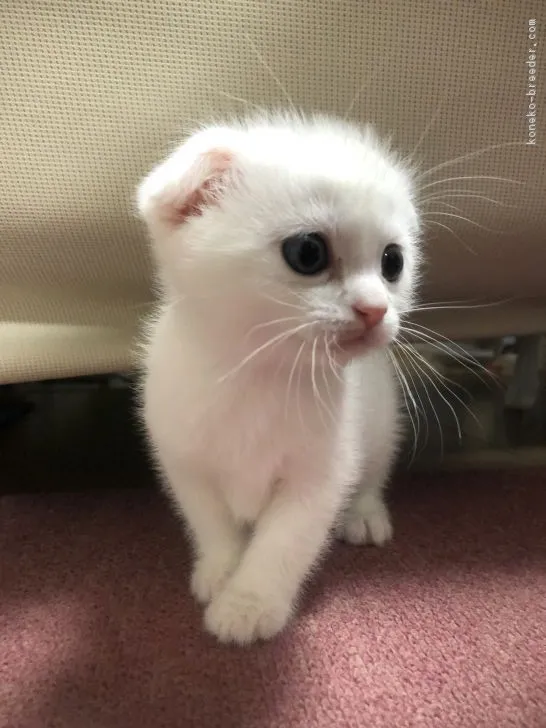 ID：1903-00712の子猫