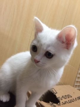 スコティッシュフォールド(立ち耳)【京都府・男の子・2017年12月27日・ホワイト】の写真「幸せをもたらす元気でやんちゃな白い王子」