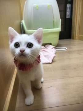 スコティッシュフォールド(立ち耳)【京都府・女の子・2018年8月28日・ホワイト】の写真「お目目くりくり美人ちゃん」