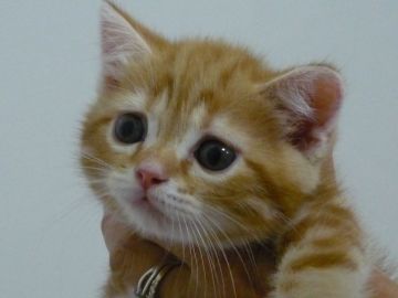 スコティッシュフォールド(立ち耳)【京都府・男の子・2018年7月7日・レッドタビー&ホワイト】の写真「可愛いお顔の優しい王子」