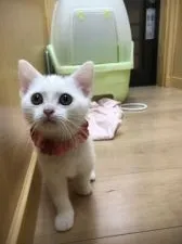 スコティッシュフォールド(立ち耳)【京都府・女の子・2018年8月28日・ホワイト】の写真1「お目目くりくりちゃん」