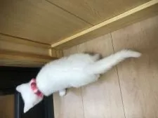 スコティッシュフォールド(立ち耳)【京都府・女の子・2018年8月28日・ホワイト】の写真2「綺麗な真っ白です」