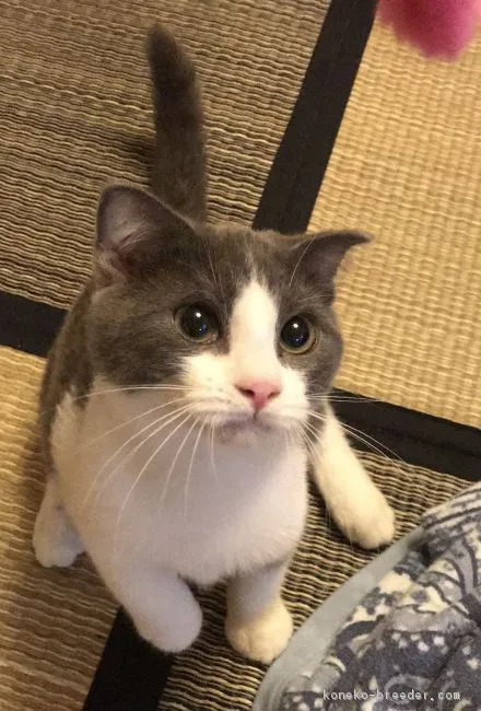 ID：1809-00152の子猫