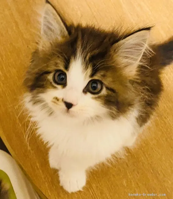 ID：1912-00757の子猫