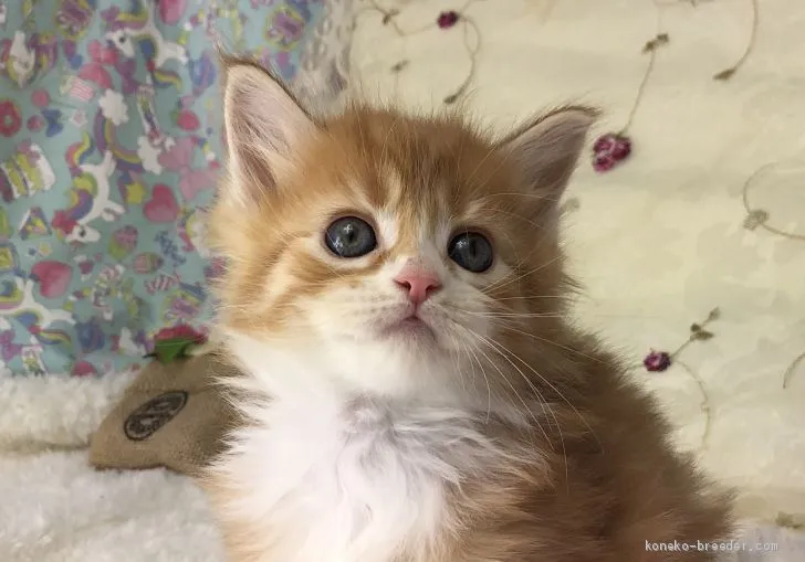 ID：1912-01673の子猫