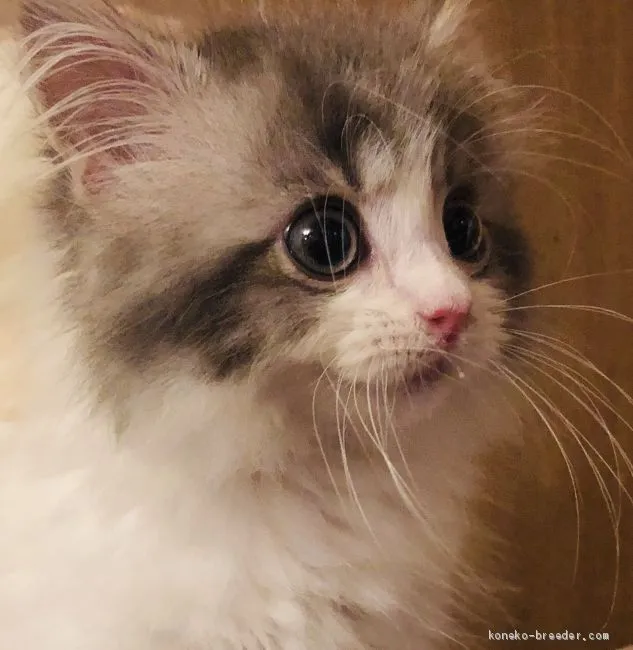 ID：2006-00121の子猫