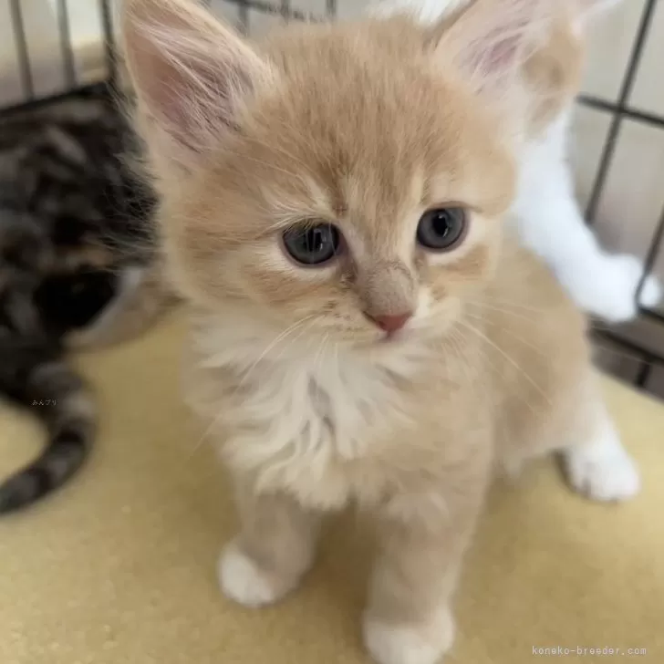 にゃーママ 様のお迎えした子猫