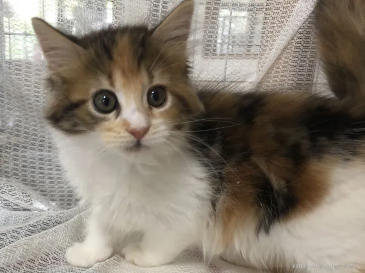 猫好き 様のお迎えした子猫