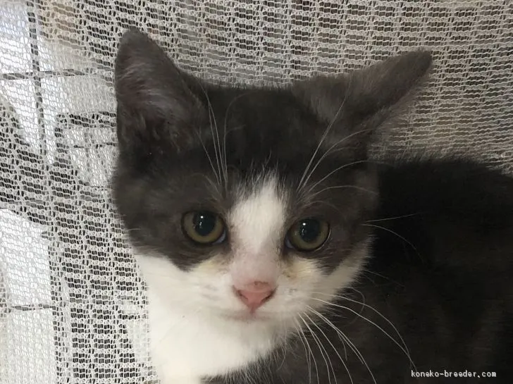 ID：1905-00354の子猫