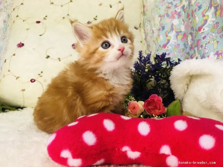 H.J 様のお迎えした子猫
