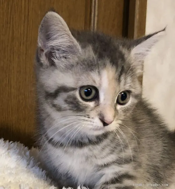 ID：2006-00071の子猫