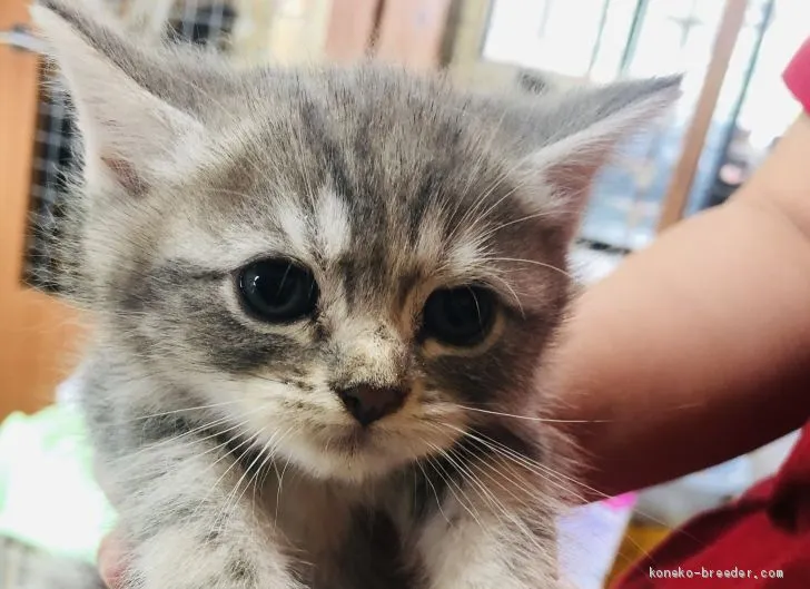 ID：2005-02164の子猫