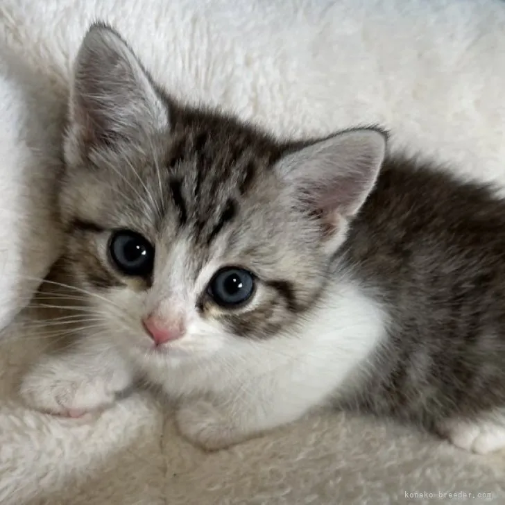 ID:2306-02270の子猫