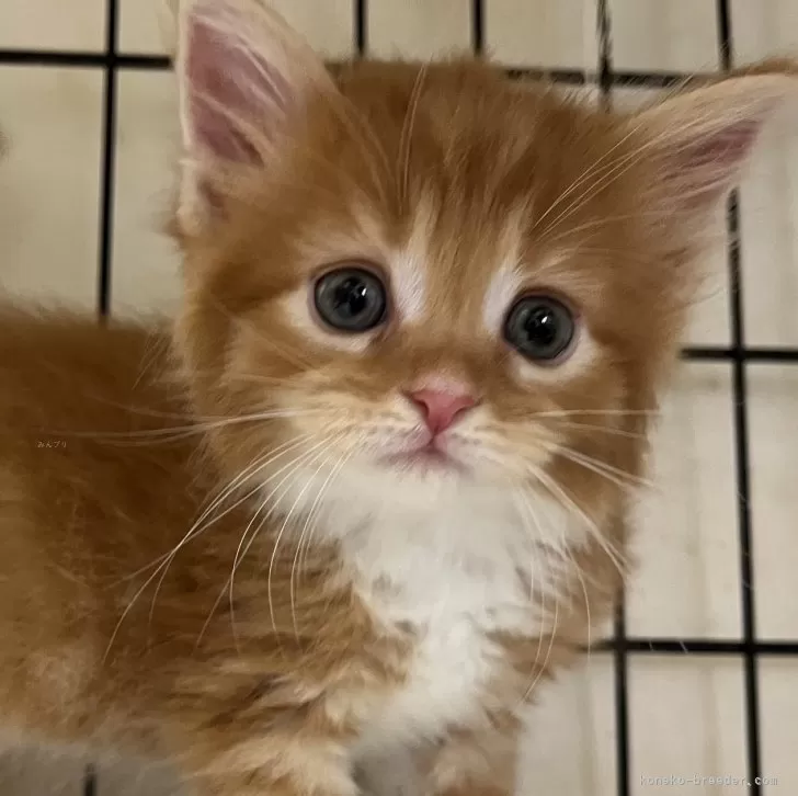 ID：2407-01825の子猫