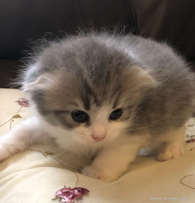 ID：1908-00894の子猫