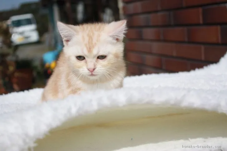 ID:1903-00100の子猫