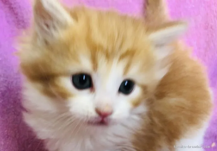 ID：2003-01440の子猫