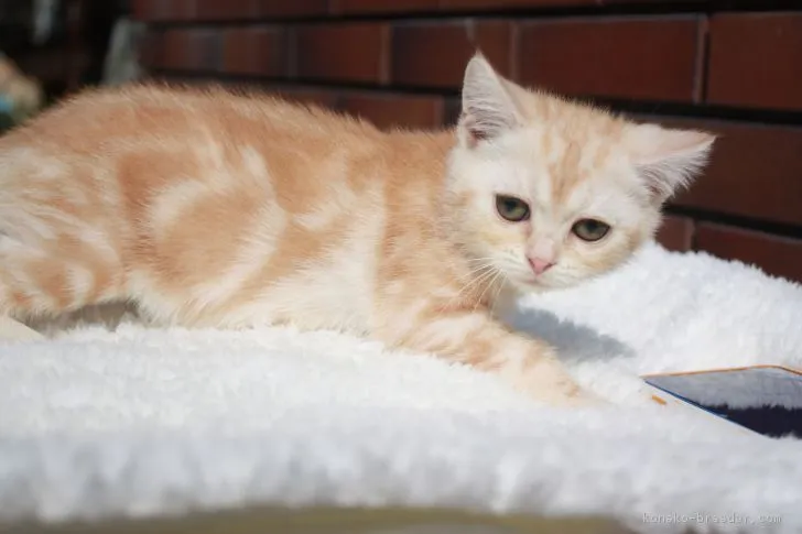 アメリカンショートヘア【福岡県・男の子・2018年12月10日・クリームタビー】の写真1