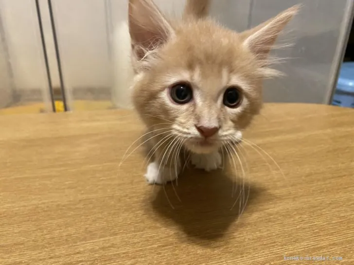 アオ 様のお迎えした子猫