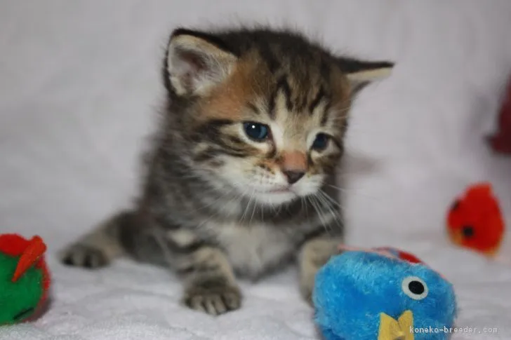 ID:1811-00027の子猫