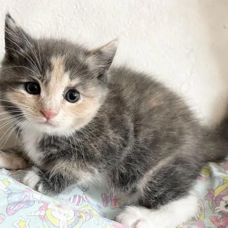 ID：2210-03033の子猫