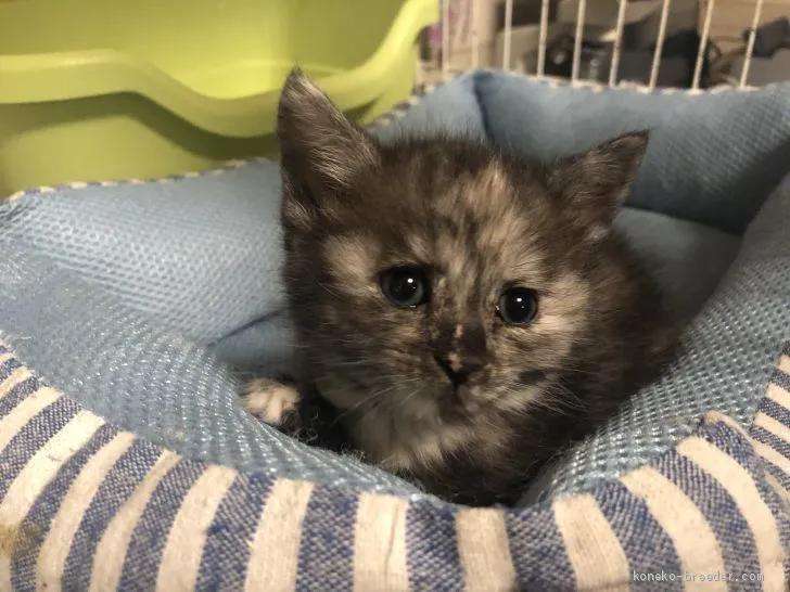 ID:2004-00421の子猫