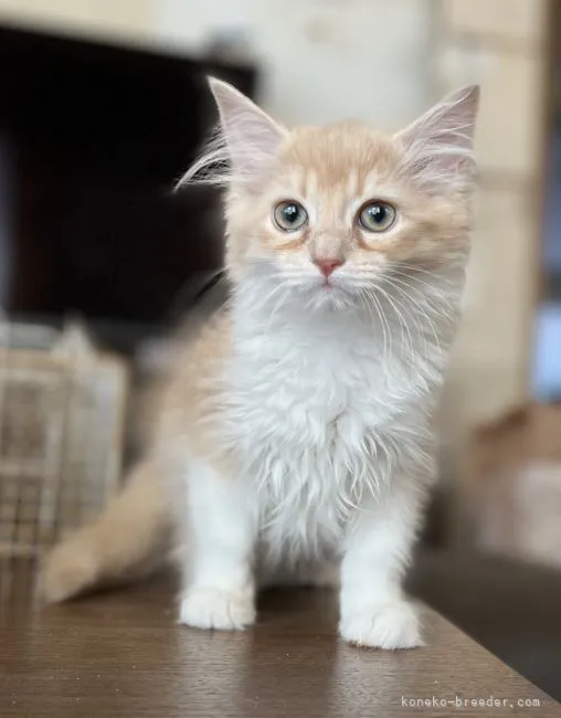 ID：2204-01500の子猫