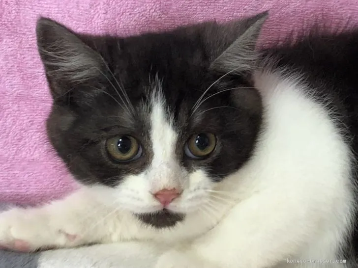 ID：1905-00349の子猫