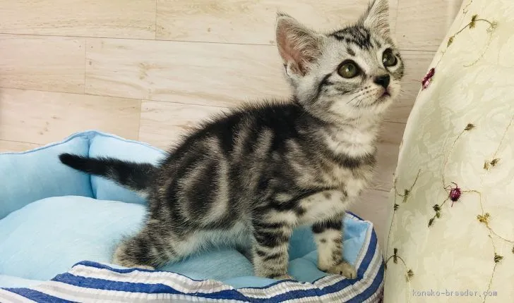 古賀 様のお迎えした子猫