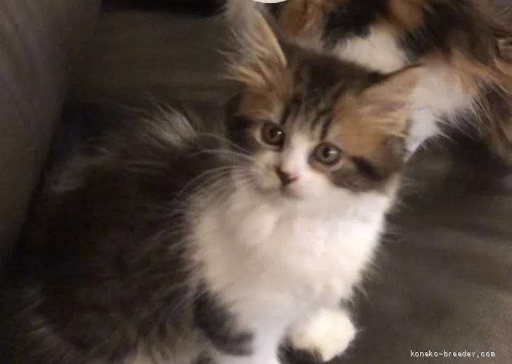 ID：1908-00895の子猫