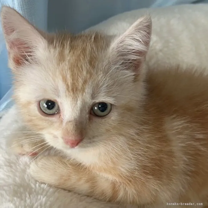 ID：2307-00634の子猫
