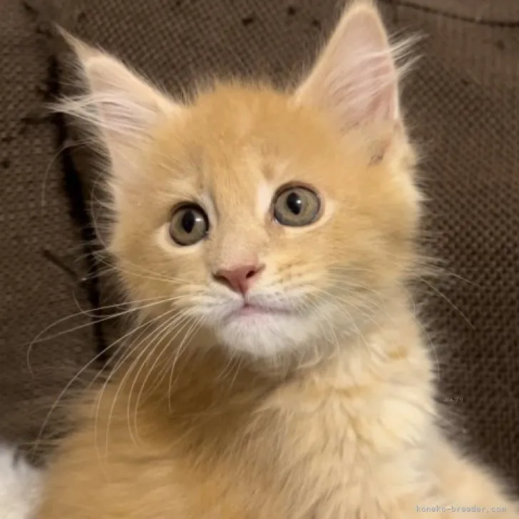 ID:2308-02558の子猫