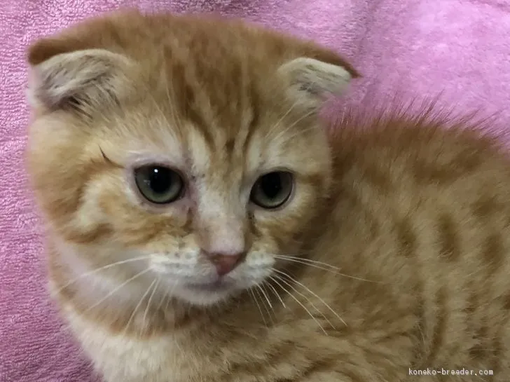 ID：1905-00357の子猫