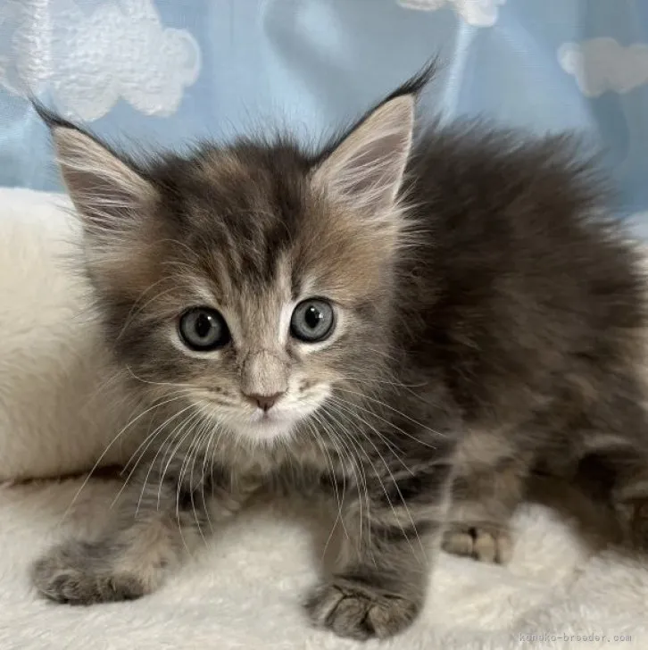 ID：2306-02266の子猫