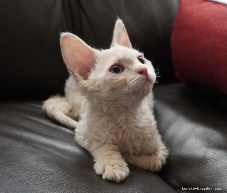 ID：2110-00118の子猫