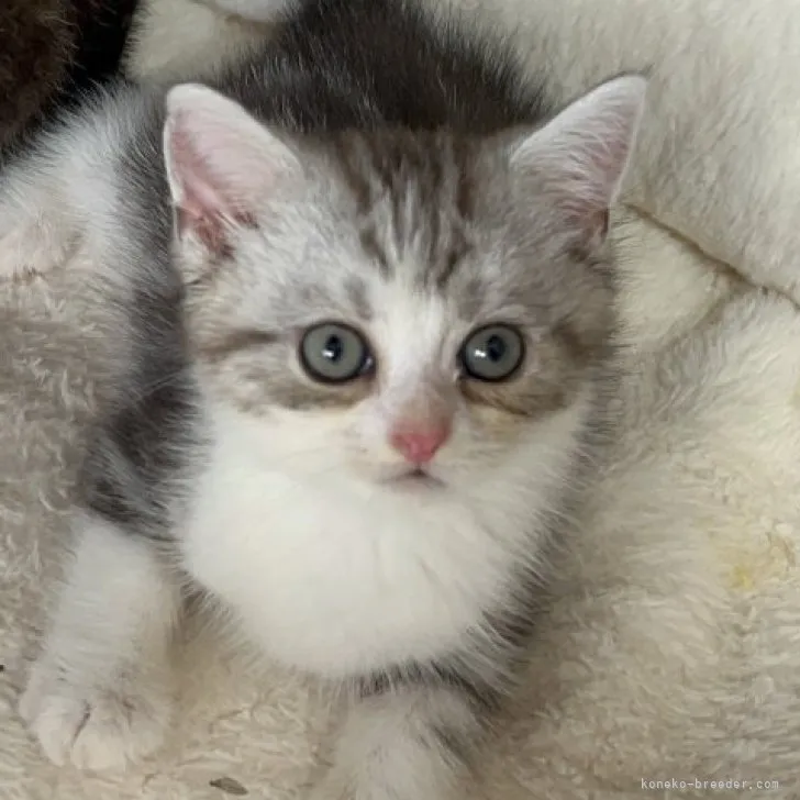 ID:2306-02275の子猫