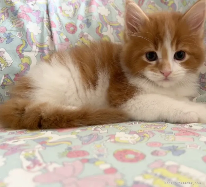 ID:2210-03097の子猫