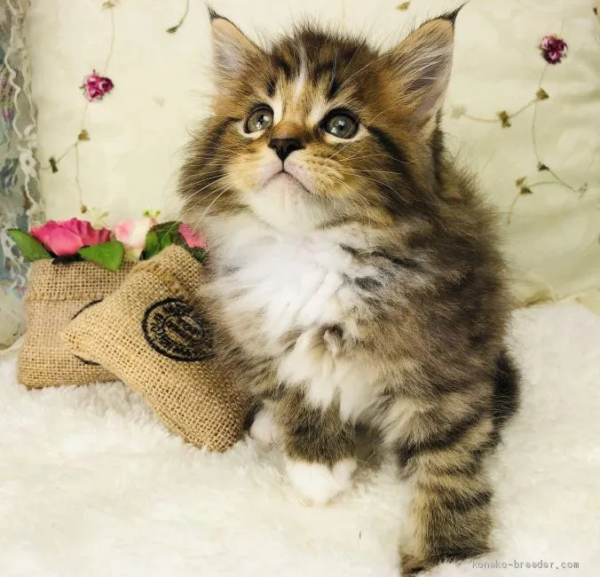 K.N 様のお迎えした子猫